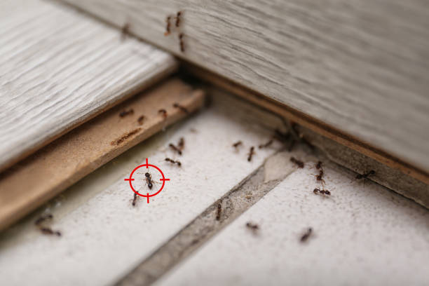 Best Mosquito Control Services  in Heron Bay, GA